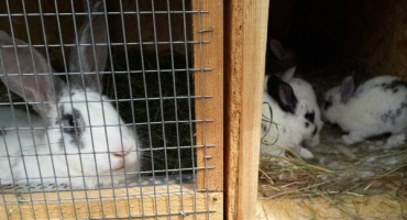 Jigging zajíčky ze zajíčka: podmínky a pravidla